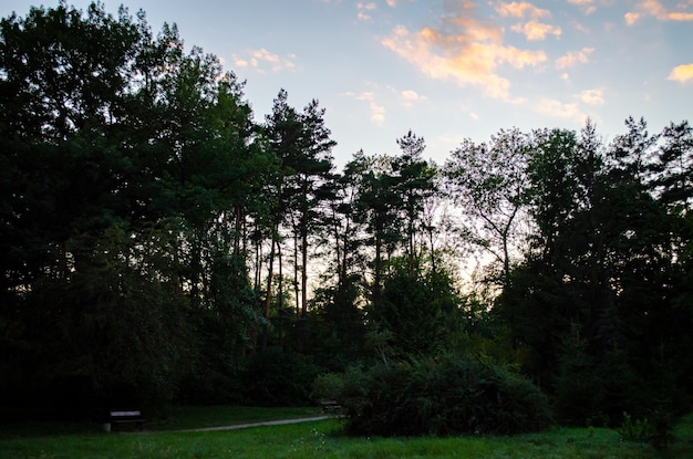 zonsopgang in het park