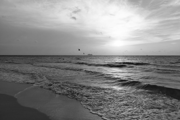 Zonsopgang in oceaan of zeewater bij het strand van Miami met silhouet van schip en zeemeeuwen op de achtergrondstrandzonsondergang van de zonsonderganghemel