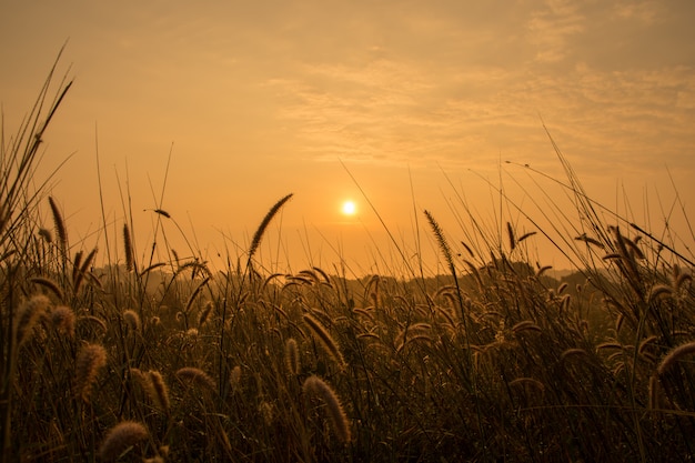 Zonsopgang in weilanden