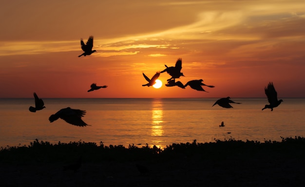 Zonsopgang op strand met vogels, samila beach songkhla, thailand