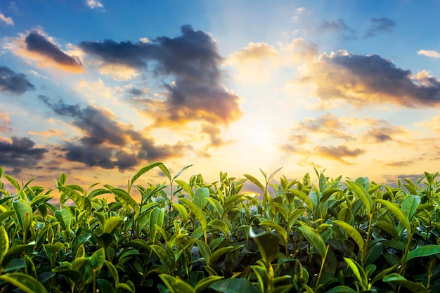 Zonsopgang van groene theeplantage in chiang rai, thailand