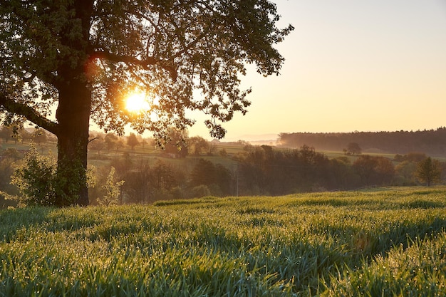 zonsopkomst in de ochtend