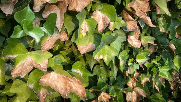 Zonverbrande klimopbladeren. Zonverbrande plant.