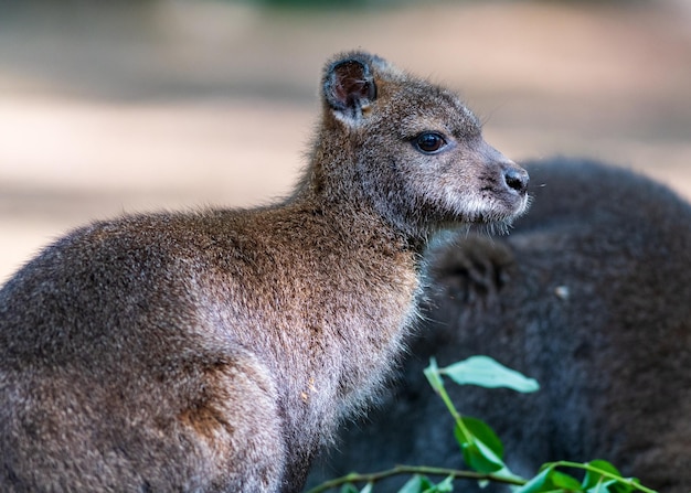 写真 動物園の動物