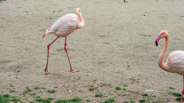 Foto zoo in europa