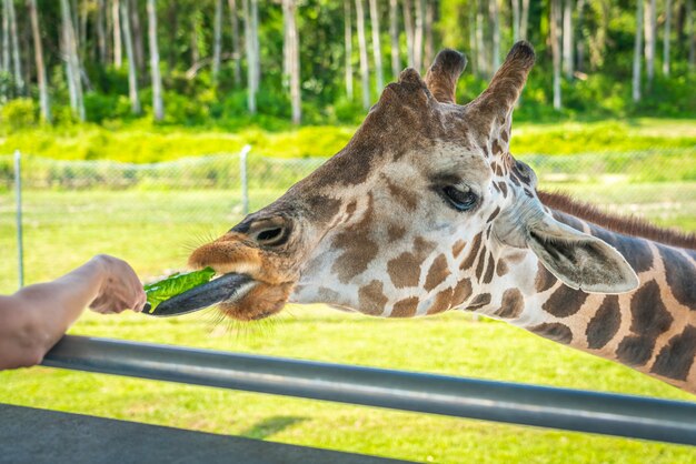 Zoo visitors feeding a giraffe from raised platform