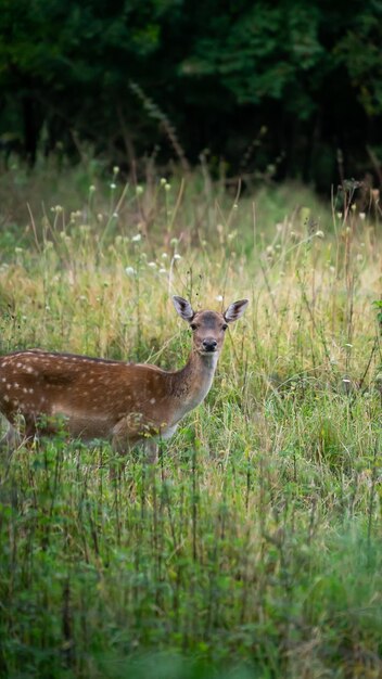 Foto zoogdier vrouw alert bos bos volwassen