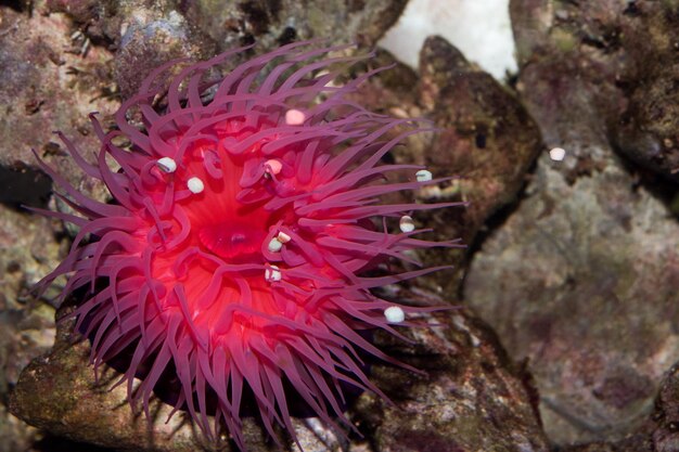 Zool zeeanemoon Actinia equina