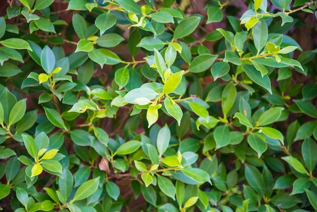 Zoom shot van groene bomen