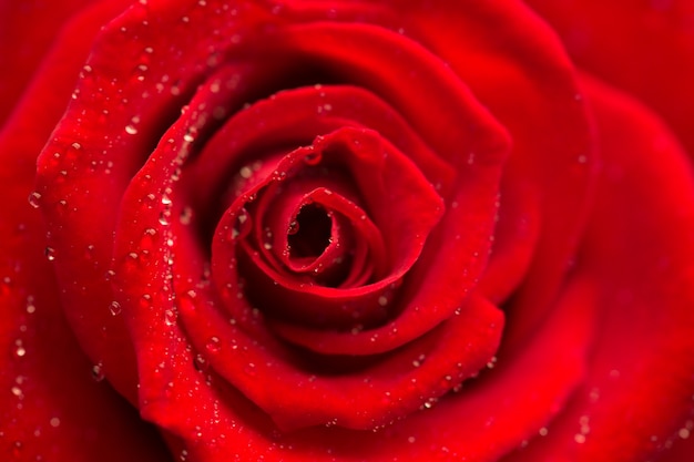 Zoom van rode roos met dauwdruppels