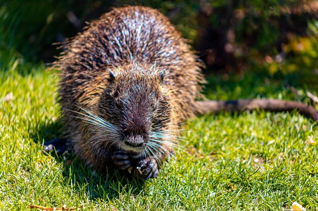 ヌートリアが芝生の上に座って、訪問者が芝生に投げた食べ物を集める動物園