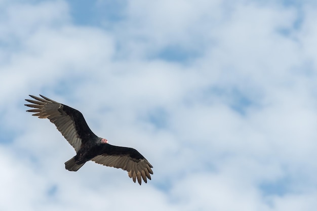 Zopilote gier buizerd vogel in Baja California