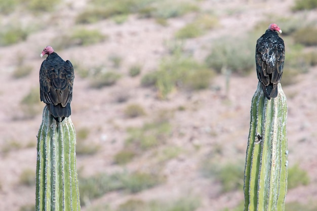 Zopilote gier buizerd vogel in Baja California