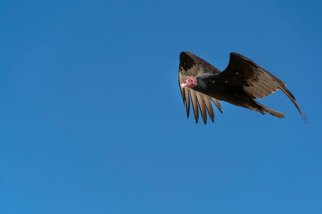 Zopilote gier buizerd vogel vliegen in Baja California