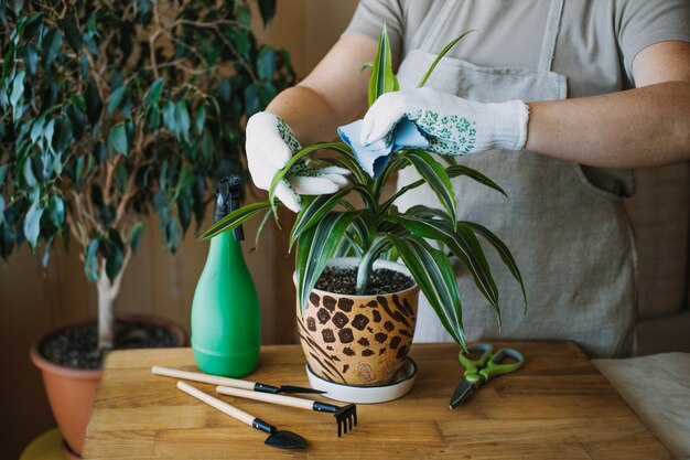 Zorg voor kamerplanten in de lente kamerplanten wakker maken voor de lente vrouwelijke handen spuiten en wast de bladeren