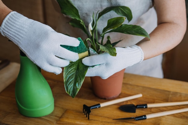 Zorg voor kamerplanten in de lente kamerplanten wakker maken voor de lente vrouwelijke handen spuiten en wast de bladeren