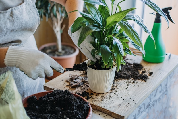 Zorg voor kamerplanten in de lente wakker worden kamerplanten voor de lente vrouw plant plant in nieuwe pot