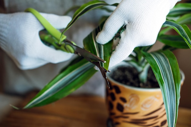 Zorg voor kamerplanten in de lente wakker worden van kamerplanten voor de lente vrouwelijke handen die de bladeren snijden van