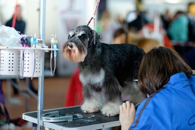 Zorgen voor een zwartzilveren schnauzerhond in een trimshow