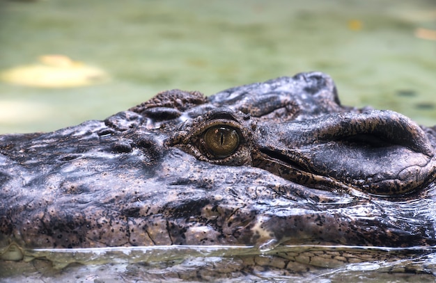 Zoutwaterkrokodiloog