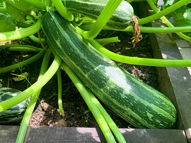 Zucchini bush growing in ground with green leaves and fruit. Studio Photo.