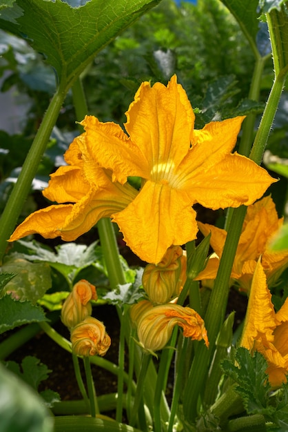 zucchini flowers yellow in an orchard