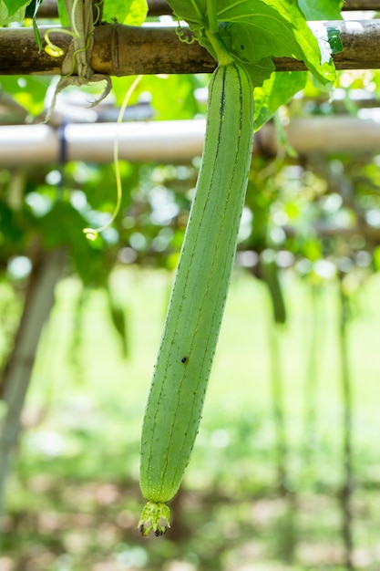 Photo zucchini in the garden