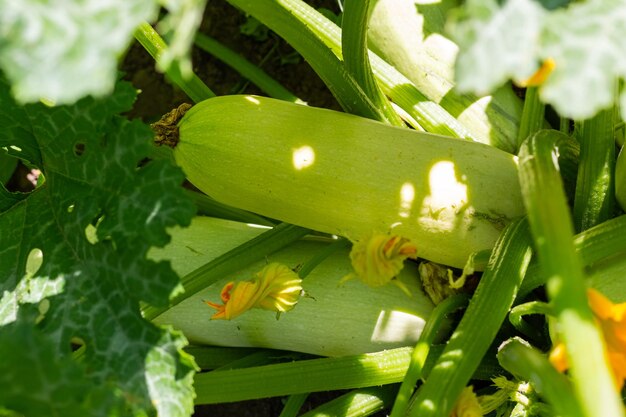 The zucchini grows in the garden Vegetarianism Healthy and wholesome food Eco product