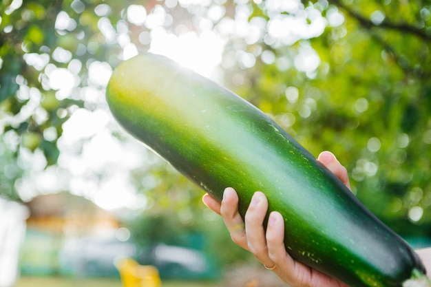 zucchini in hands in the garde