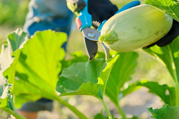 Raccolto di zucchine in campo, primo piano di cespuglio con zucchine mature e mani del contadino con potatore che taglia le verdure nel cestello