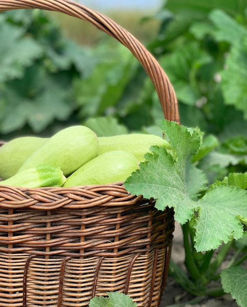 Foto le zucchine raccolgono le zucchine fresche in un cesto