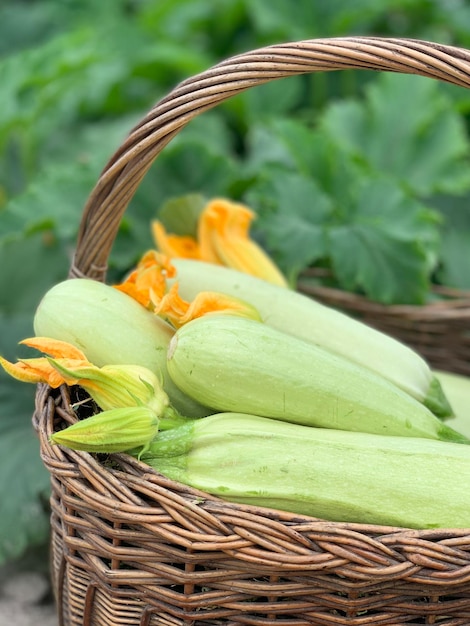 Photo zucchini harvest fresh zucchini in a basket