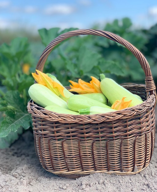 Foto le zucchine raccolgono le zucchine fresche in un cesto