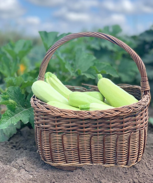 Foto le zucchine raccolgono le zucchine fresche in un cesto