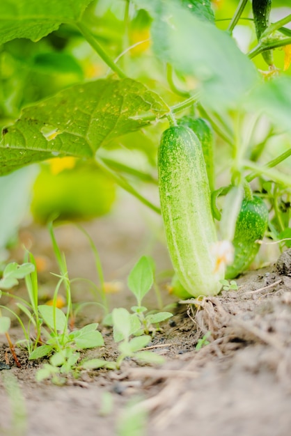 Photo zucchini in its plant in an organic farm in thailand