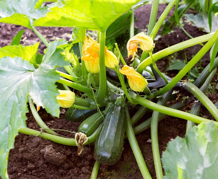 Zucchini our courgette plant Zucchini with flower and fruit in field