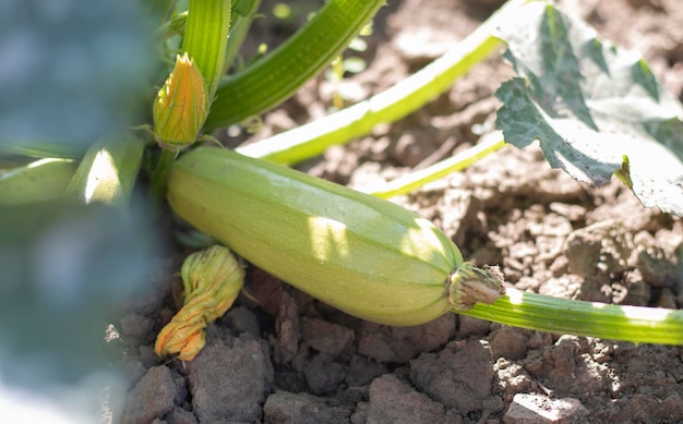 Zucchini plant with lot of fruits in a vegetable garden Fresh green zucchini grows in the garden