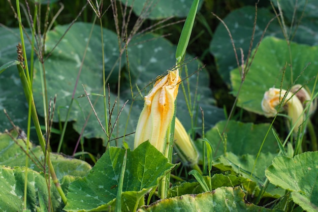 Zucchini plant. Zucchini flower. Green vegetable marrow growing on bush. Harvest. Delicious food.