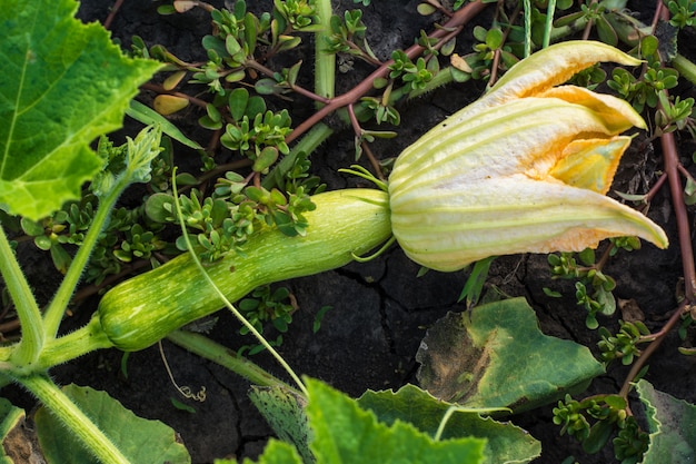 ズッキーニ植物。ズッキーニの花。緑の野菜の骨髄は茂みで生えています。収穫。おいしい食べ物。