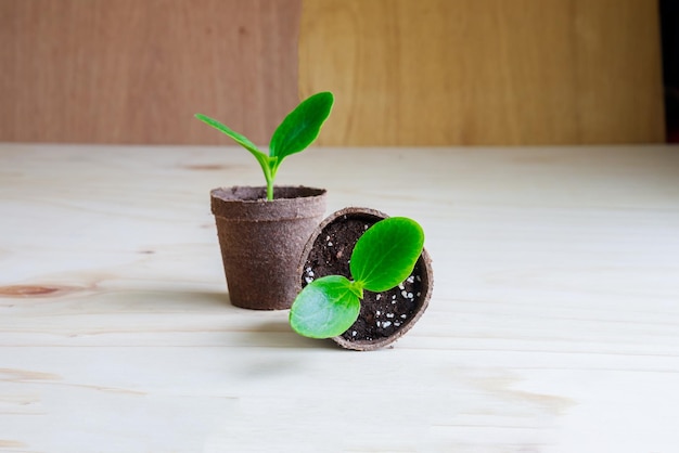 Zucchini seedlings growing in a pot