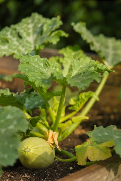 Zucchini in urban garden