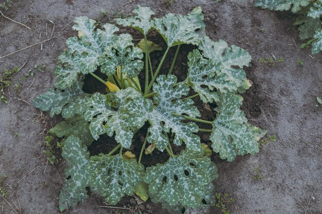 Zucchini zucchini grows on the ground