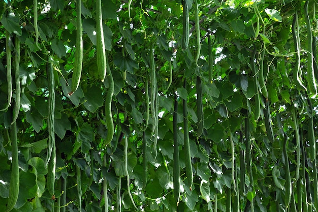 Zucchinis on the tree in the garden