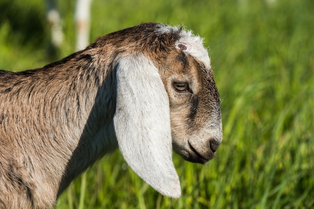 Zuid-Afrikaanse Boer geit Doeling portret op de natuur