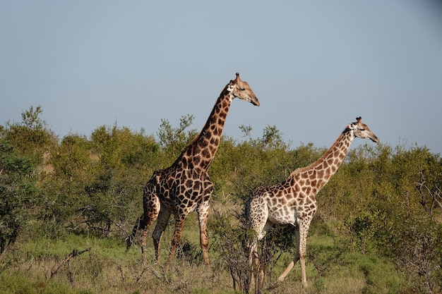 Foto zuid-afrikaanse giraf