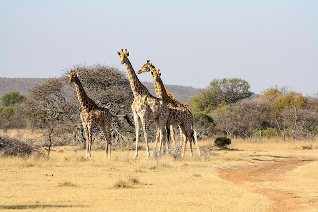 Foto zuid-afrikaanse giraffe