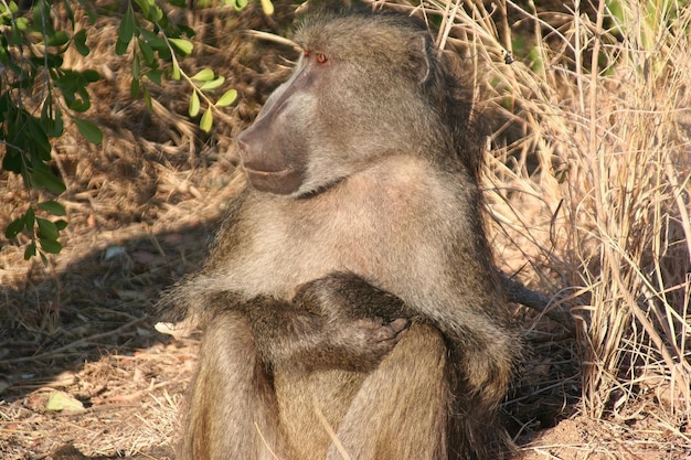 Zuid-afrikaanse primaten in het wild