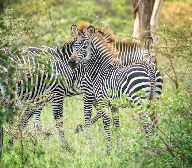 Zuid-Afrikaanse sierlijke zebra's met zwart-wit gestreepte jassen die in groene savannestruiken staan