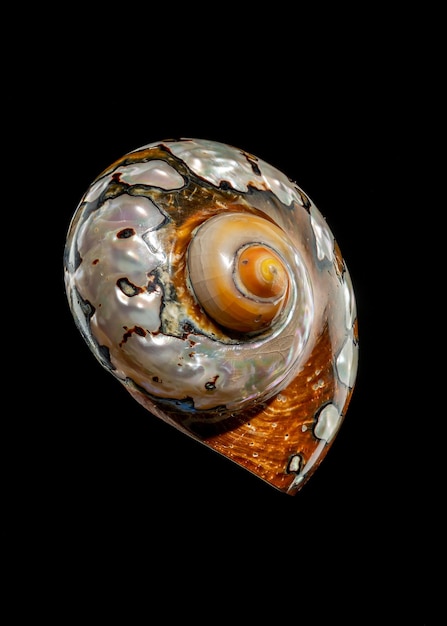 Zuid-Afrikaanse Turban Shell op een zwarte achtergrond