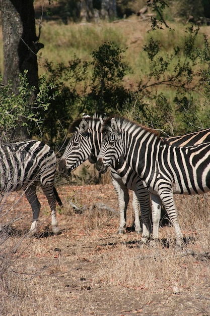 Zuid-Afrikaanse zebra in het Krugerpark